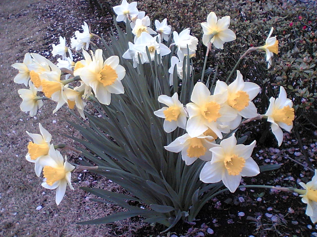 🏞️ 원견산 공원 (토미야마 코엔) 이미지 4